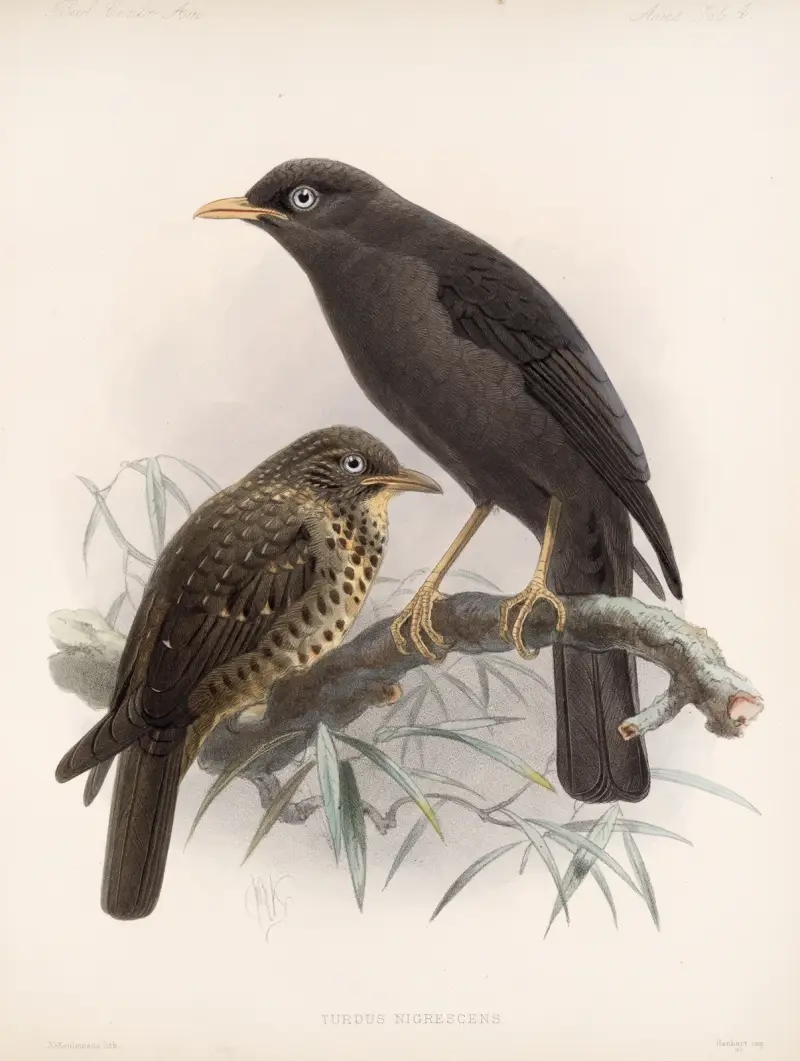 Aves Pl 04 av Frederick DuCane Godman