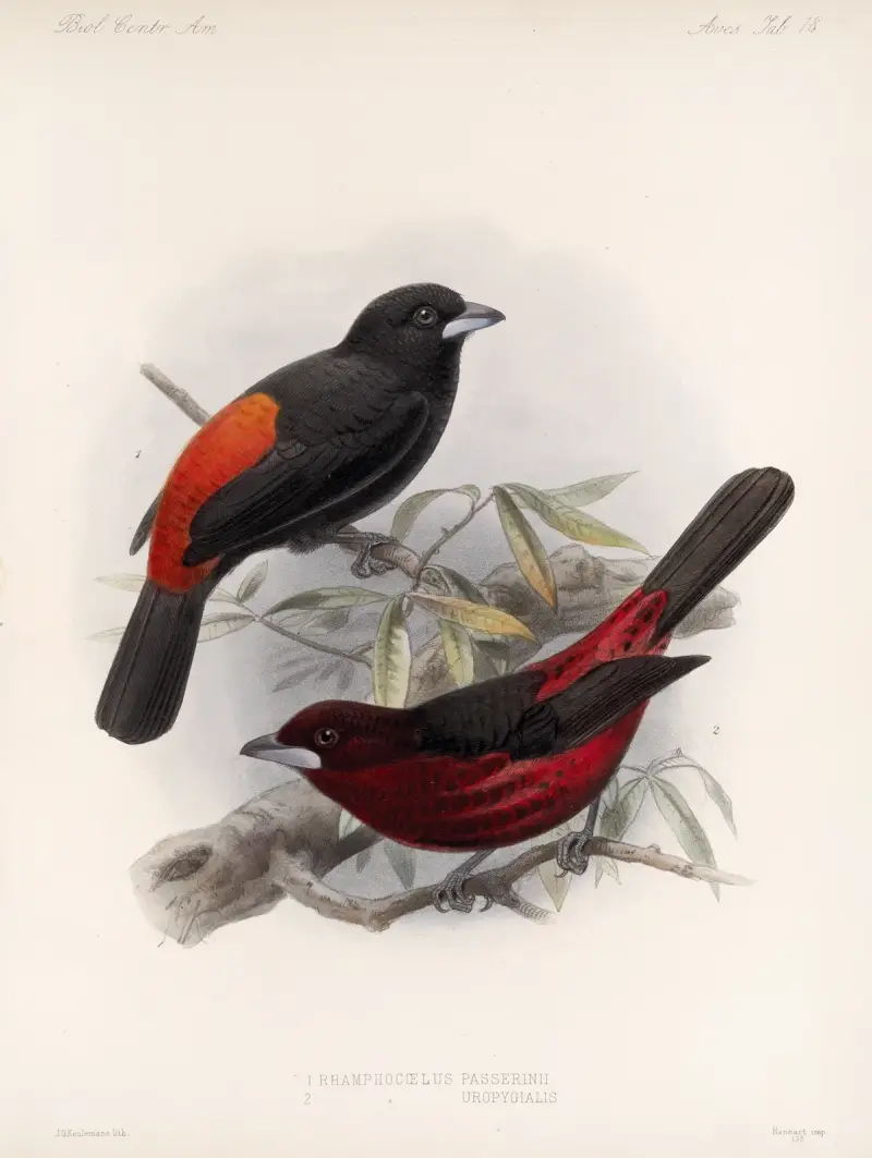 Aves Tafel 19 von Frederick DuCane Godman