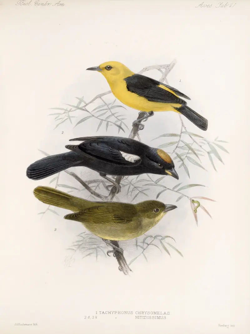 Aves Tafel 22 von Frederick DuCane Godman
