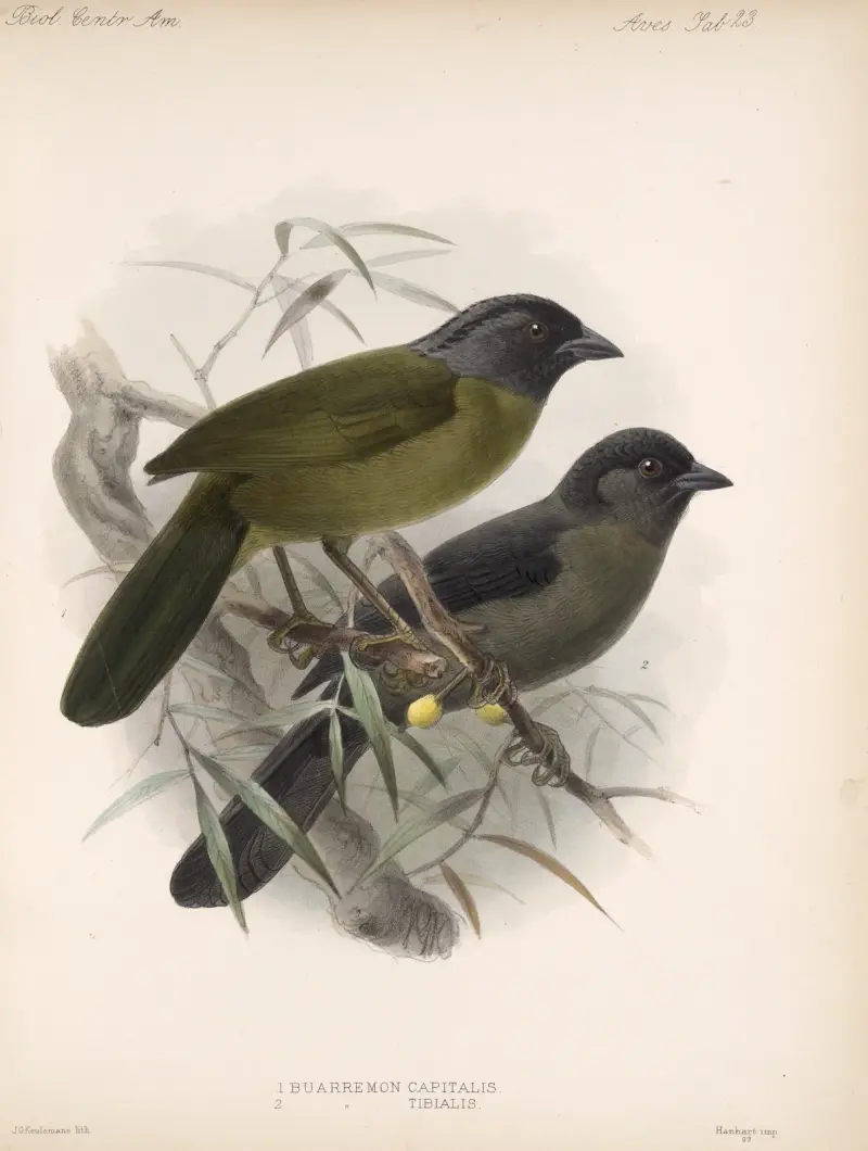 Aves Taf. 24 von Frederick DuCane Godman