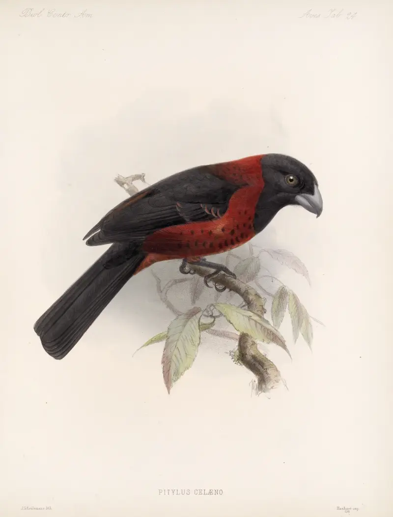 Aves Pl 25 von Frederick DuCane Godman