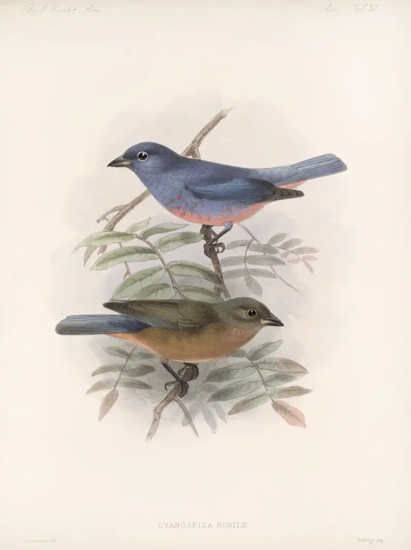 Aves Tafel 26 von Frederick DuCane Godman