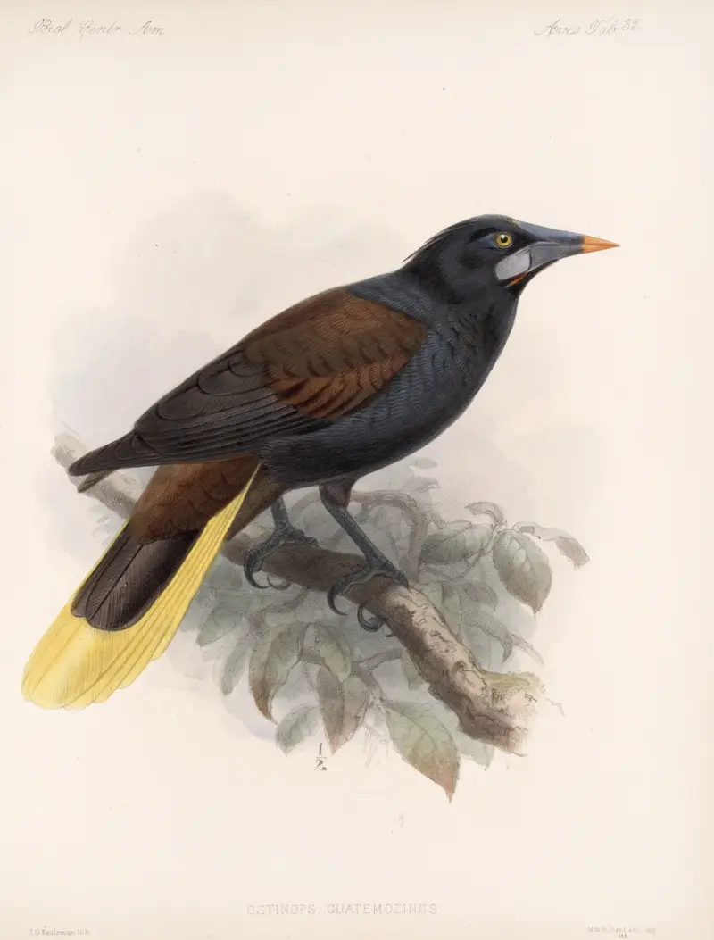 Aves Pl 33 von Frederick DuCane Godman