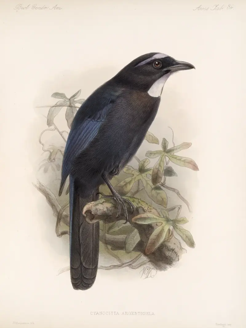 Aves Pl 35 von Frederick DuCane Godman