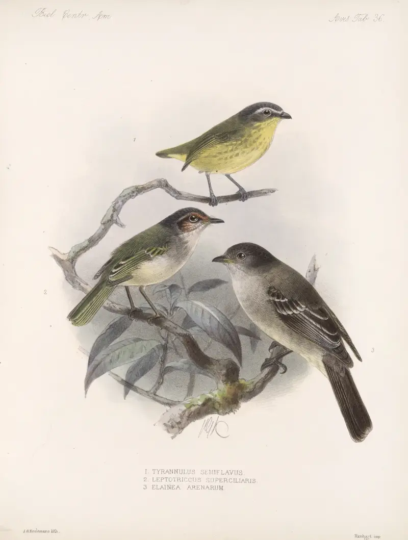 Aves Pl 37, Frederick DuCane Godman