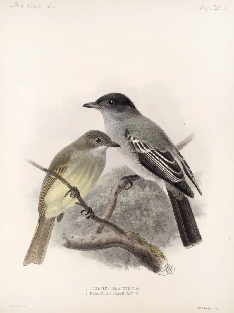 Aves Pl. 38, Frederick DuCane Godman