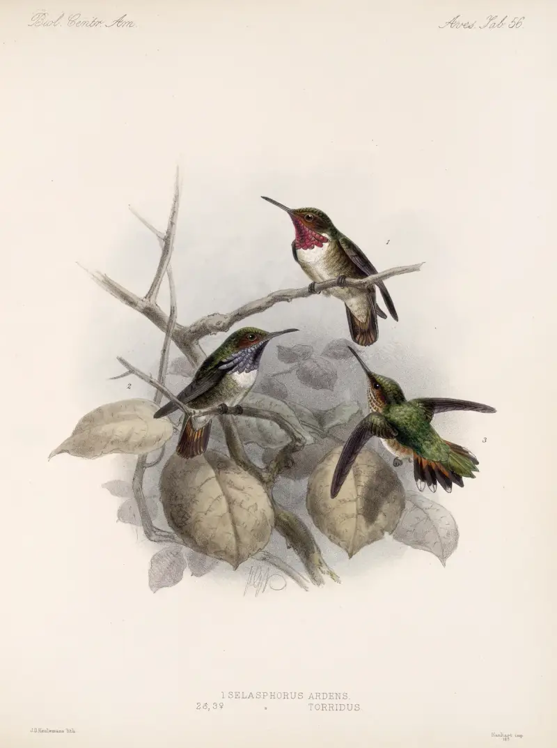 Aves Pl 58 av Frederick DuCane Godman