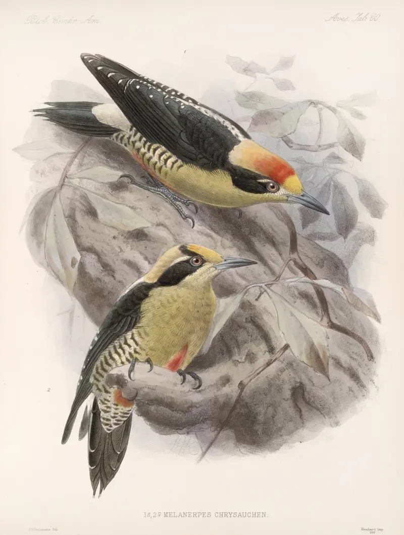 Aves Pl 65 von Frederick DuCane Godman