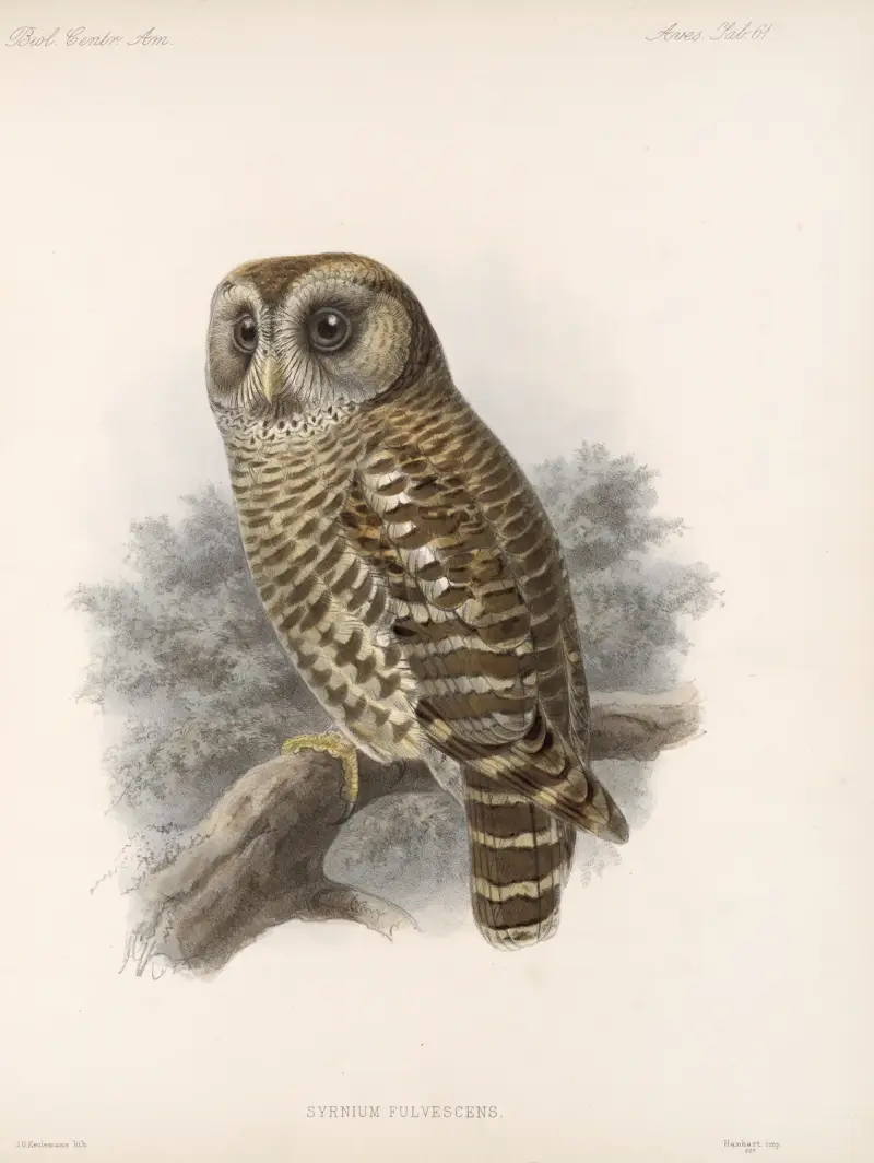 Aves Pl. 66, Frederick DuCane Godman