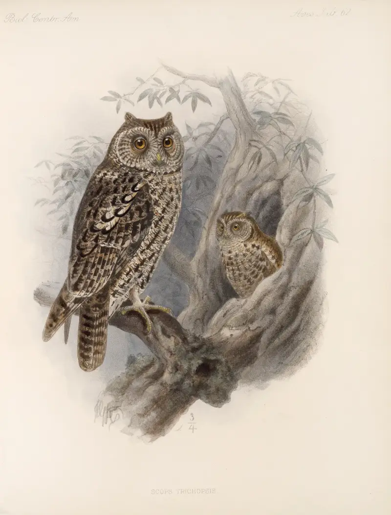 Aves Pl 67, Frederick DuCane Godman