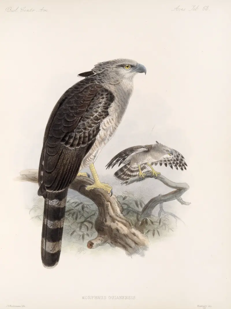 Aves Pl 68, Frederick DuCane Godman