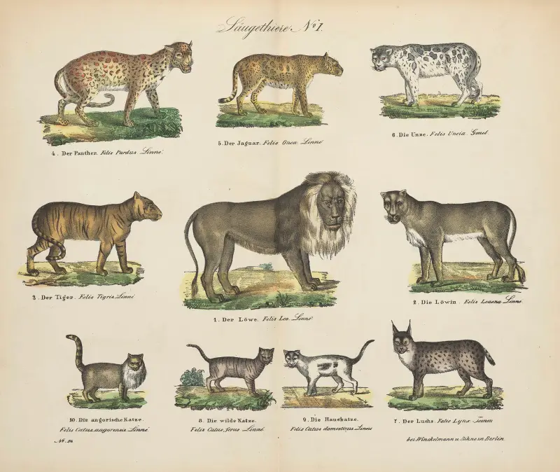 Zoologisk atlas i 45 planscher, plansch 1 av D. E. Friedlein
