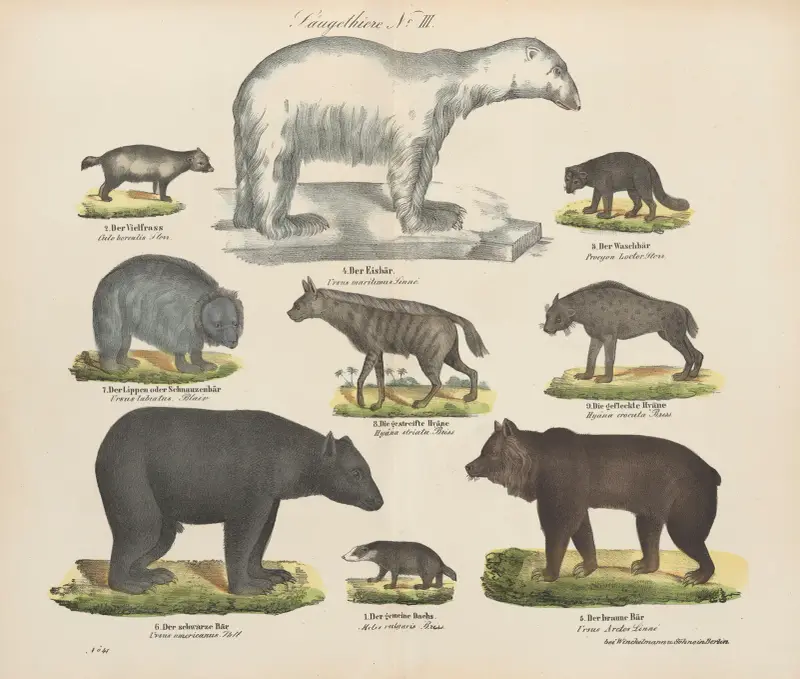 Zoologischer Atlas in 45 Tafeln, Tafel 3 von D. E. Friedlein