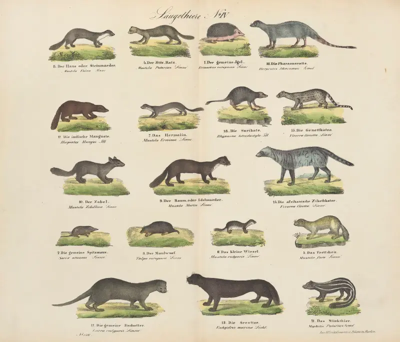 Zoologischer Atlas in 45 Tafeln, Tafel 4 von D. E. Friedlein