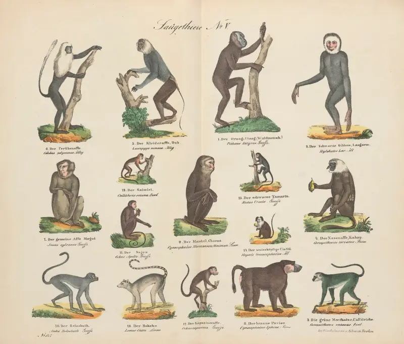 Zoologisk atlas i 45 planscher, plansch 5 av D. E. Friedlein
