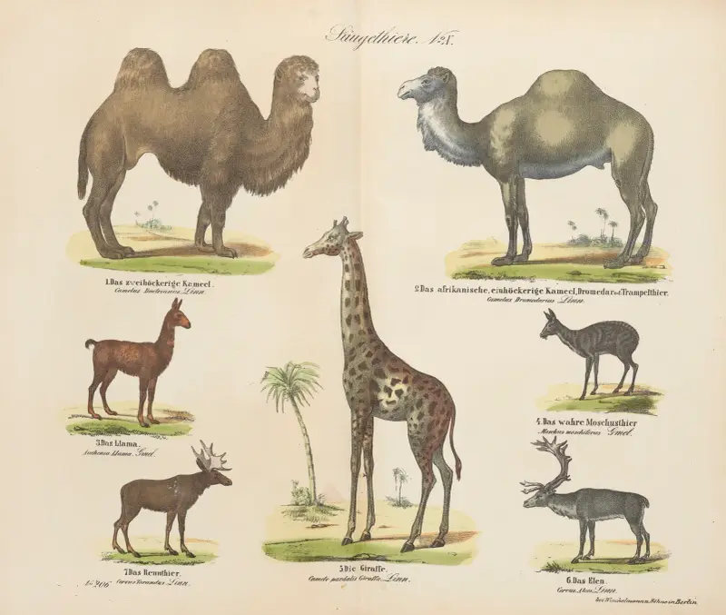 Zoologischer Atlas in 45 Tafeln, Tafel 10 von D. E. Friedlein
