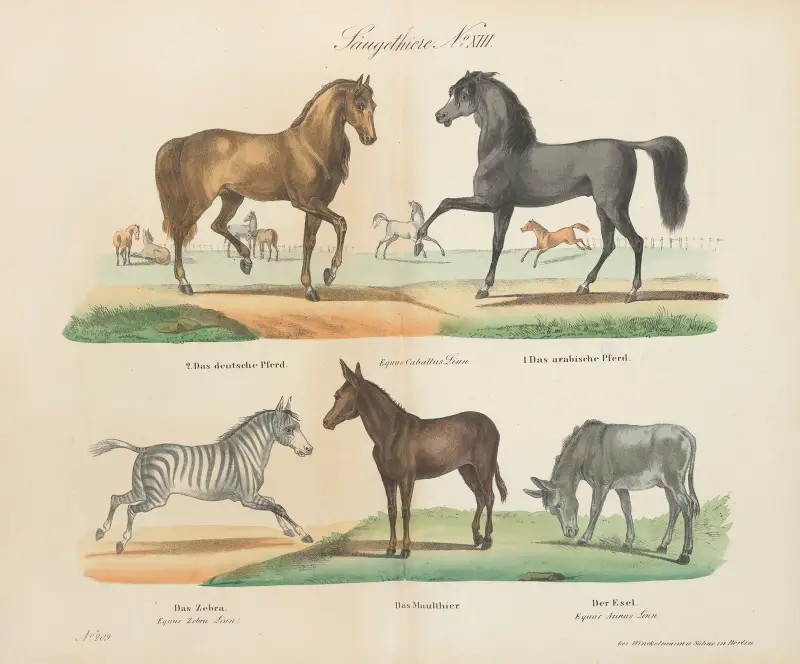 Zoologický atlas ve 45 tabulích, tabule 13, D. E. Friedlein