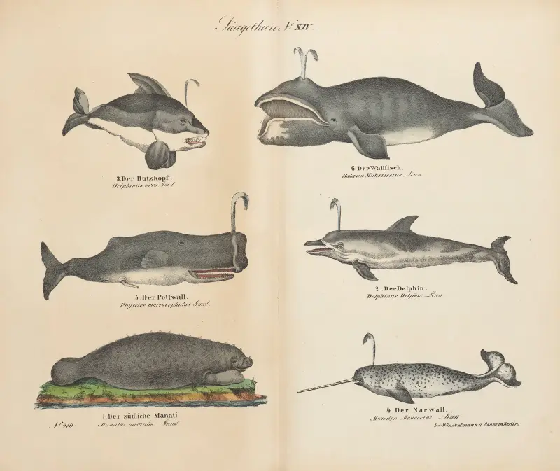 Atlas zoologiczny w 45 tablicach Pl.14 av D. E. Friedlein