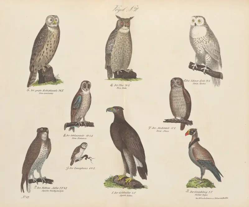 Zoologisk atlas i 45 planscher, plansch 16 av D. E. Friedlein