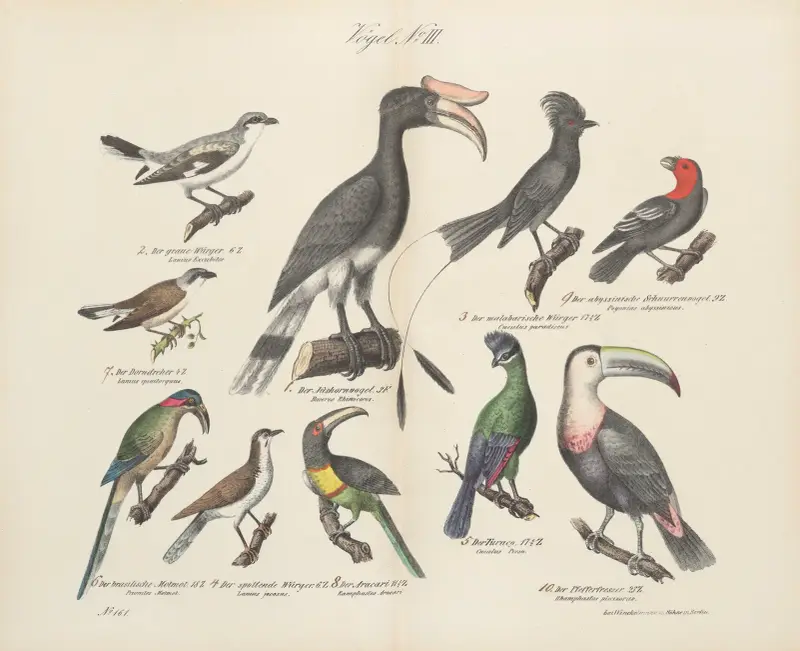 Zoologischer Atlas in 45 Tafeln, Tafel 17 von D. E. Friedlein