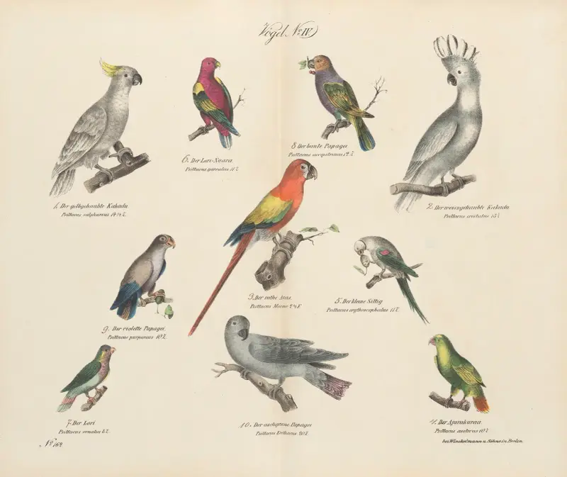 Atlas zoologiczny w 45 tablicach Pl.18 av D. E. Friedlein