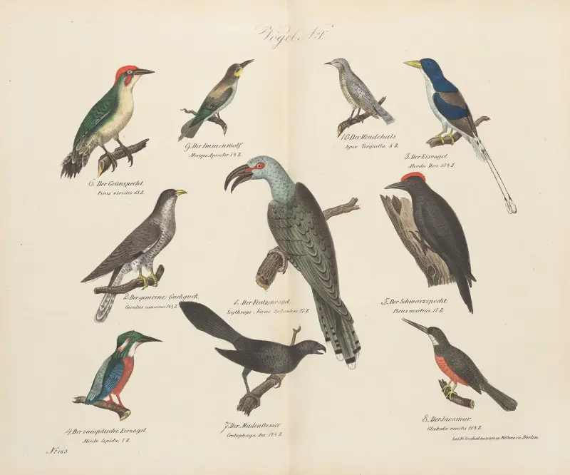 Zoologisk atlas i 45 planscher, plansch 19 av D. E. Friedlein