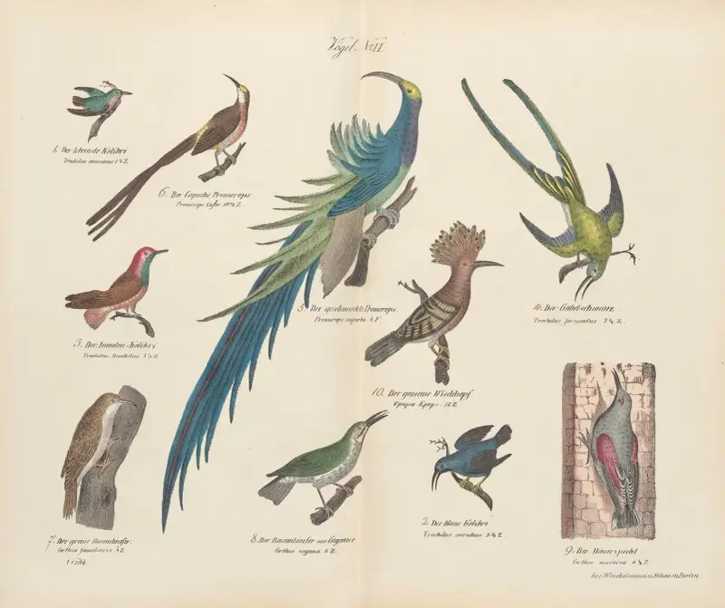 Zoologisk atlas i 45 planscher, plansch 20 av D. E. Friedlein
