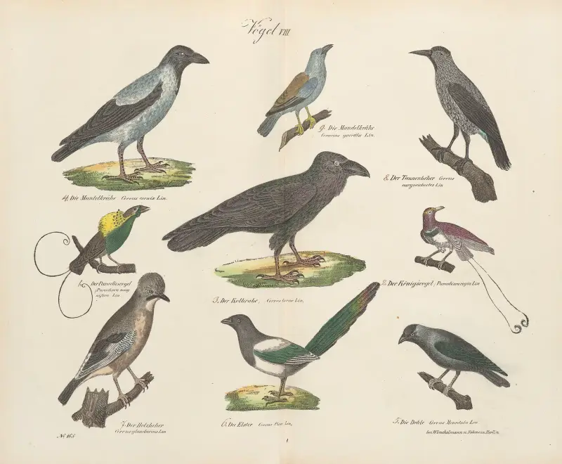 Atlas zoologiczny w 45 tablicach Pl.22 av D. E. Friedlein