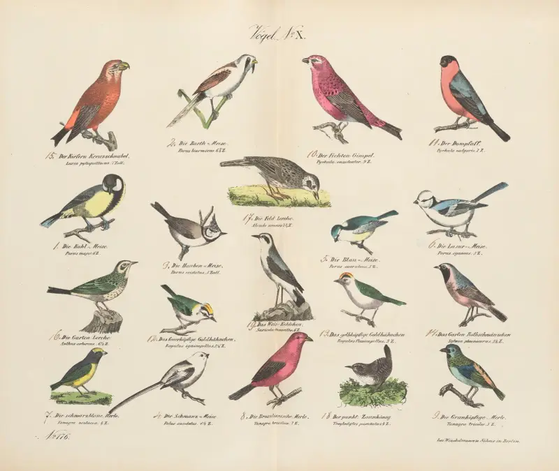 Zoologisk atlas i 45 planscher, plansch 24 av D. E. Friedlein