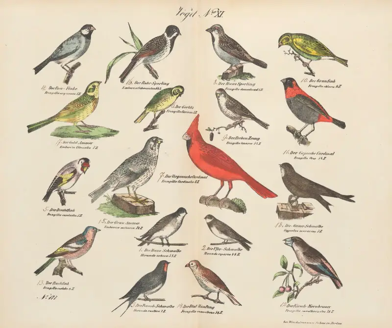 Zoologisk atlas i 45 planscher, plansch 25 av D. E. Friedlein