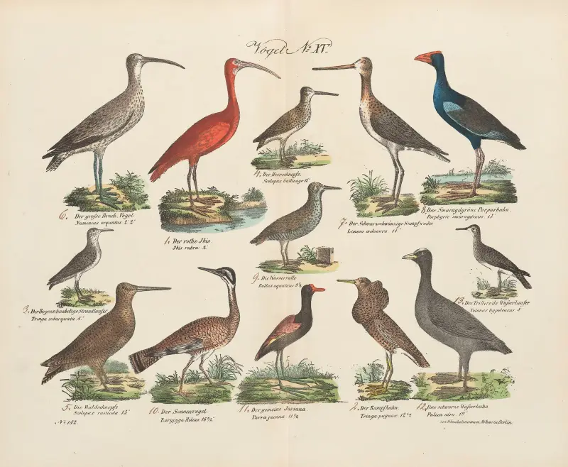 Atlas zoologiczny w 45 tablicach Pl.29 av D. E. Friedlein