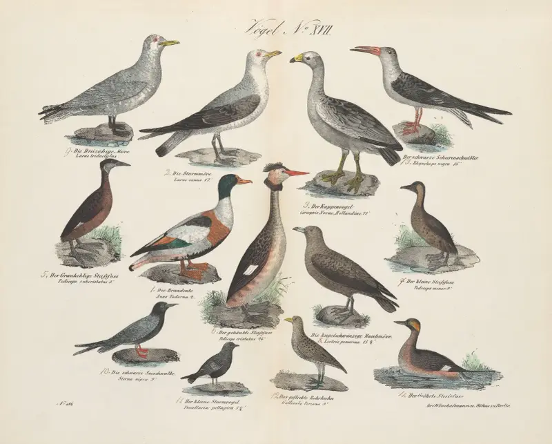 Zoologisk atlas i 45 planscher, pl. 31 av D. E. Friedlein