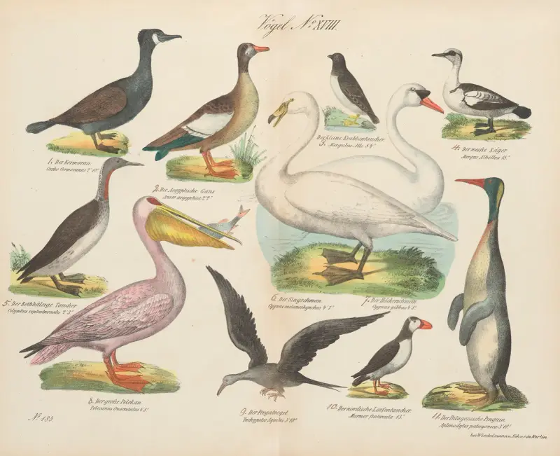 Atlas zoologiczny w 45 tablicach Pl.32 av D. E. Friedlein
