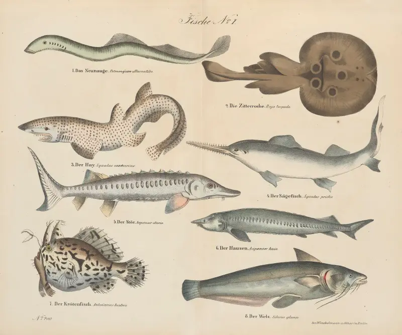 Zoologisk atlas i 45 planscher, plansch 34 av D. E. Friedlein