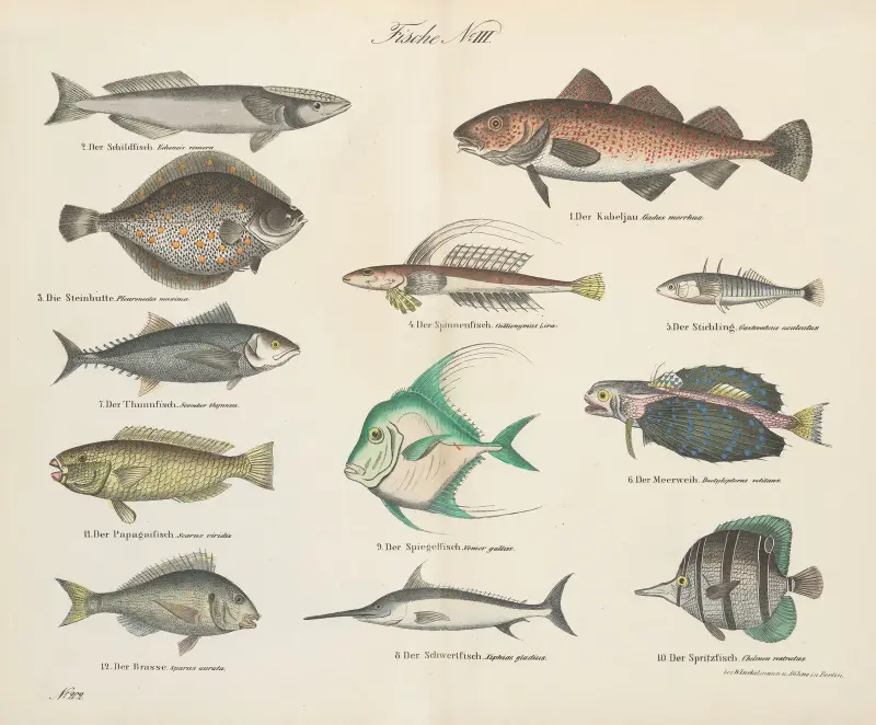 Atlas zoologiczny w 45 tablicach Pl.36 av D. E. Friedlein