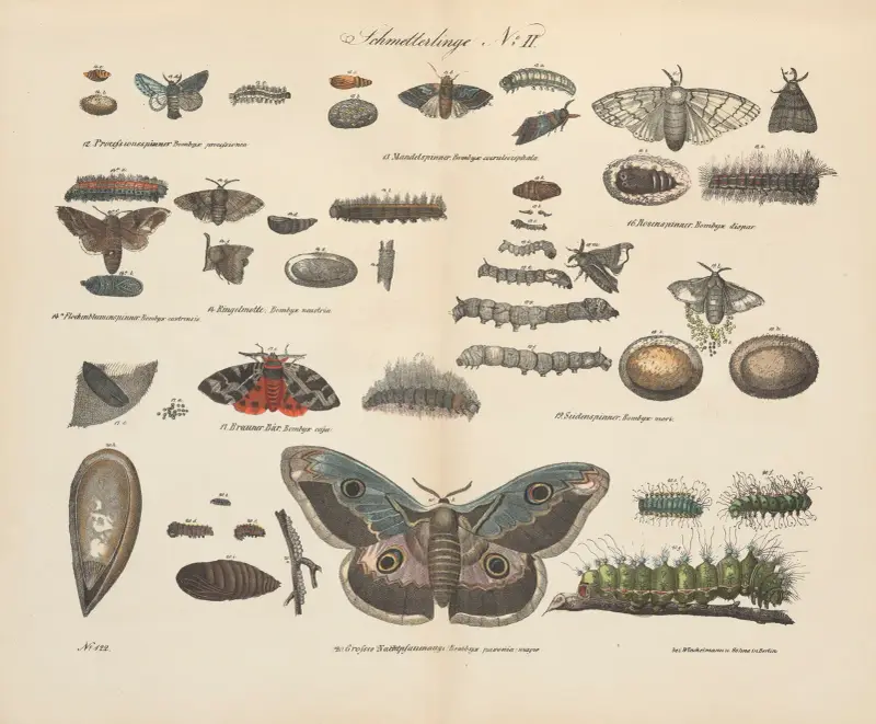 Zoologisk atlas i 45 planscher, plansch 42 av D. E. Friedlein