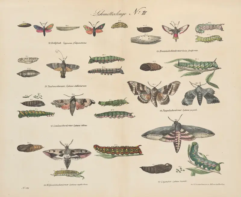 Zoologisk atlas i 45 planscher, plansch 43 av D. E. Friedlein