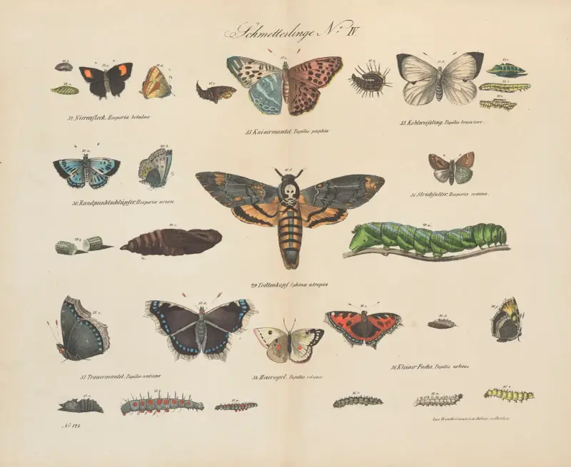 Atlas zoologiczny w 45 tablicach Pl.44 av D. E. Friedlein