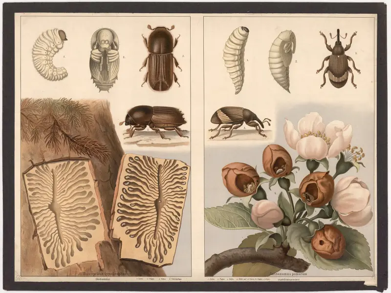 Kůrovec (Bostrychus typographus), květopas jabloňový (Anthonomus pomorum), F. E. Wachsmuth
