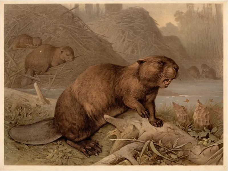 Bóbr (Castor fiber), F. E. Wachsmuth