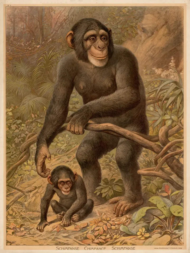 Chimpanzee av F. E. Wachsmuth