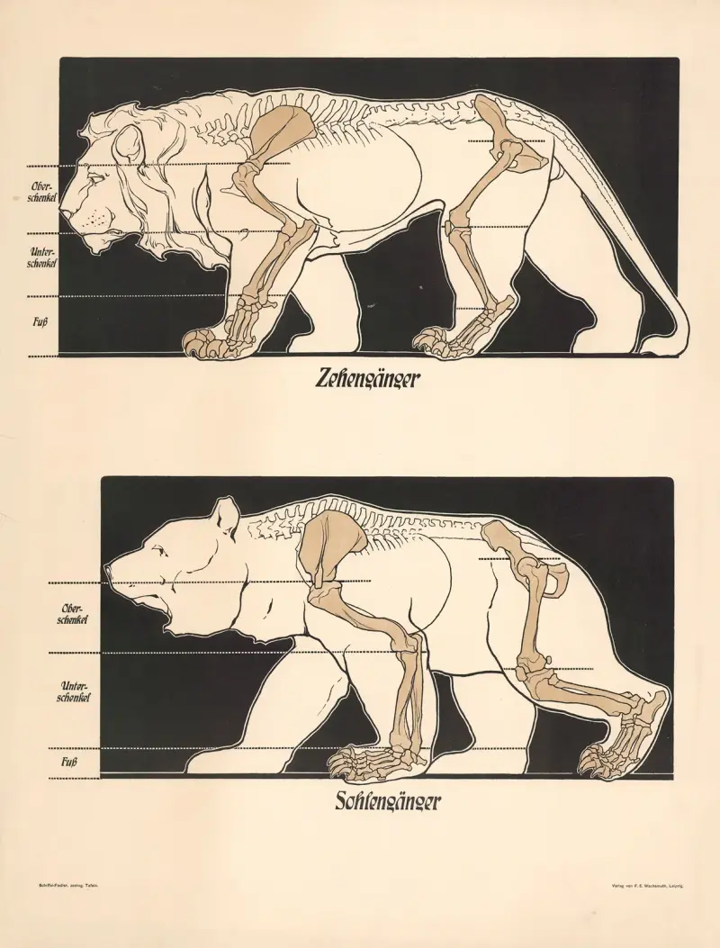 Digitigrade, Plantigrade, F. E. Wachsmuth
