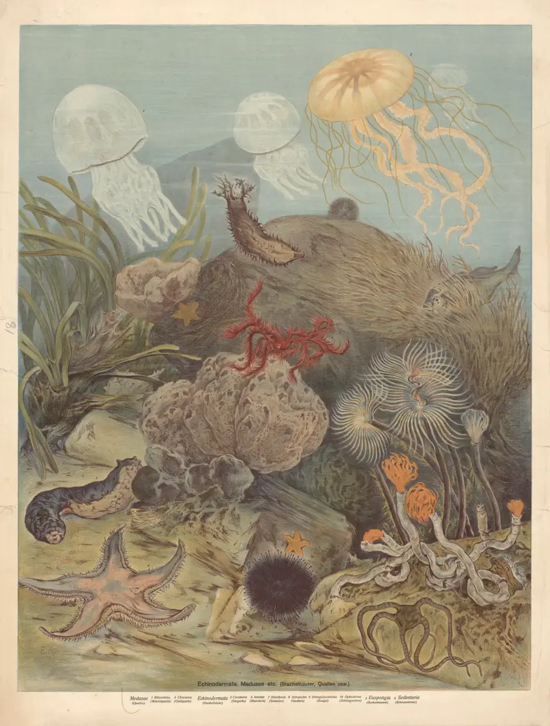 Echinoderms and jellyfish av F. E. Wachsmuth