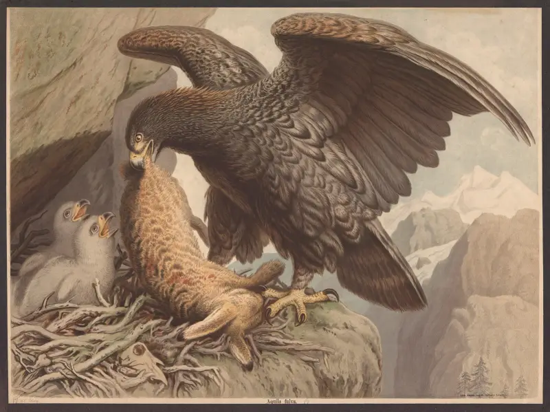 Golden eagle av F. E. Wachsmuth
