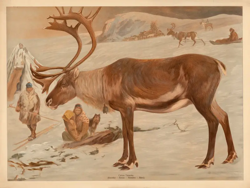 Reindeer av F. E. Wachsmuth