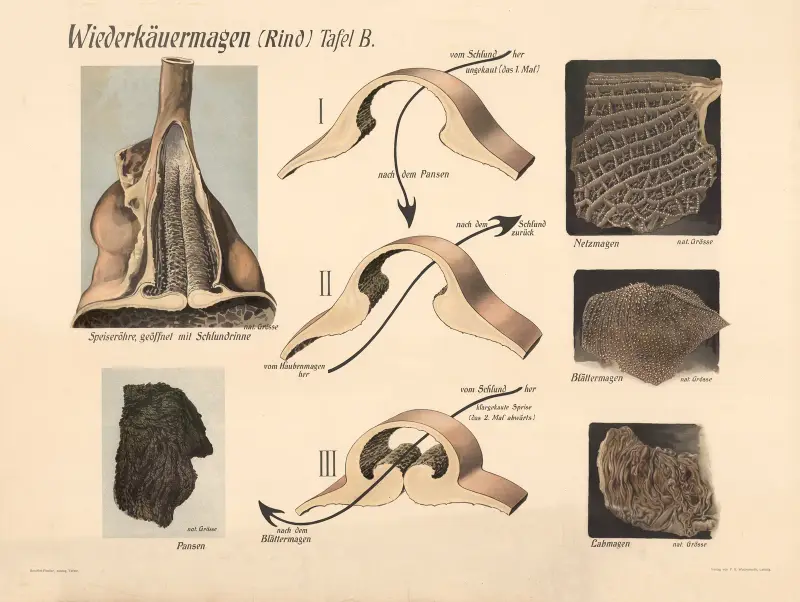 Ruminant stomach (cattle) av F. E. Wachsmuth