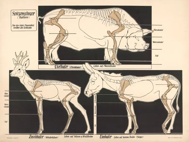 Unguligrades, F. E. Wachsmuth