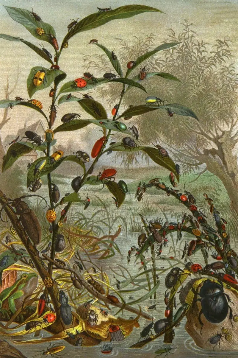 Insekter, tusenfotingar och spindlar, plansch 2 av Alfred Edmund Brehm