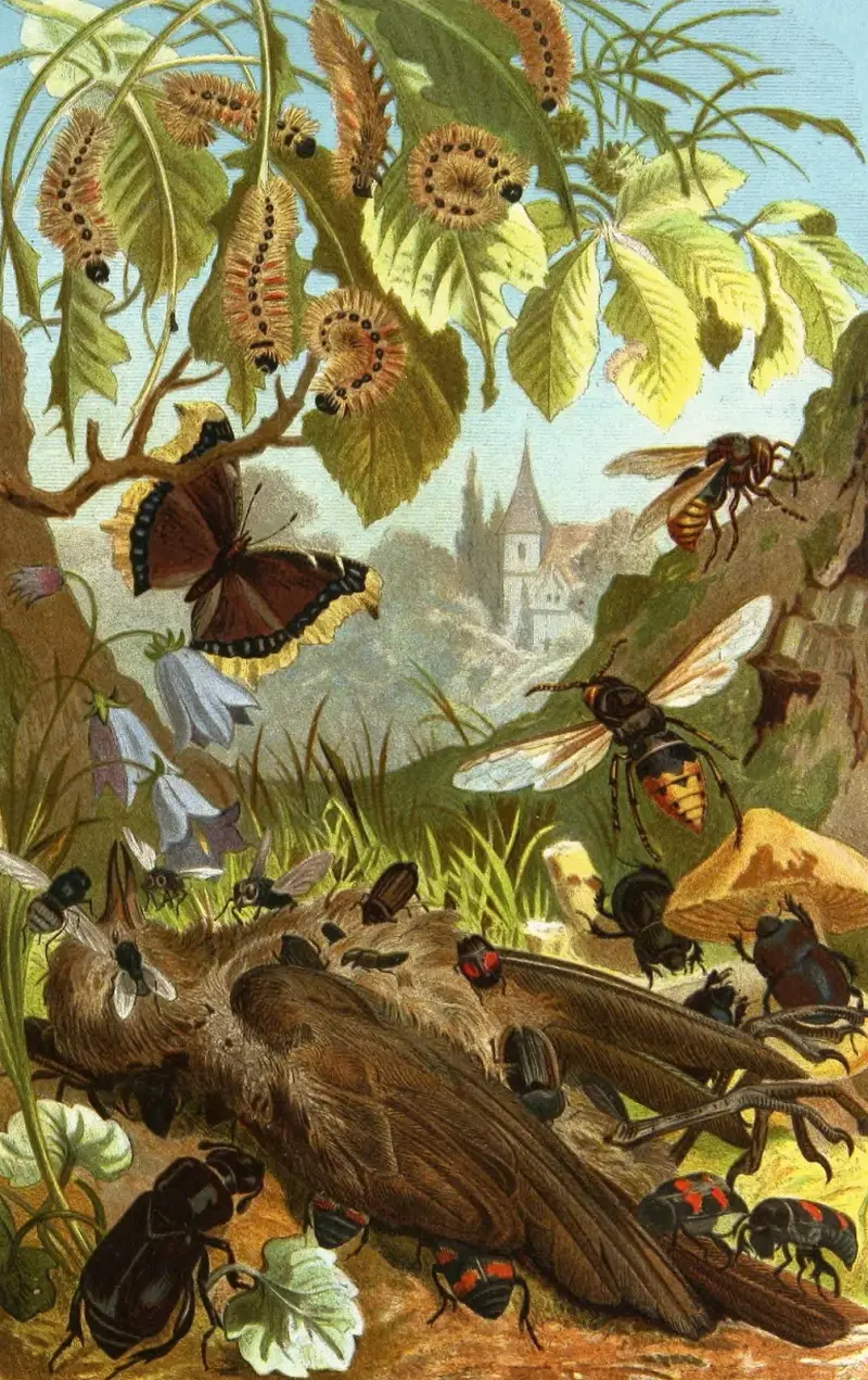Insekter, tusenfotingar och spindlar, plansch 3 av Alfred Edmund Brehm