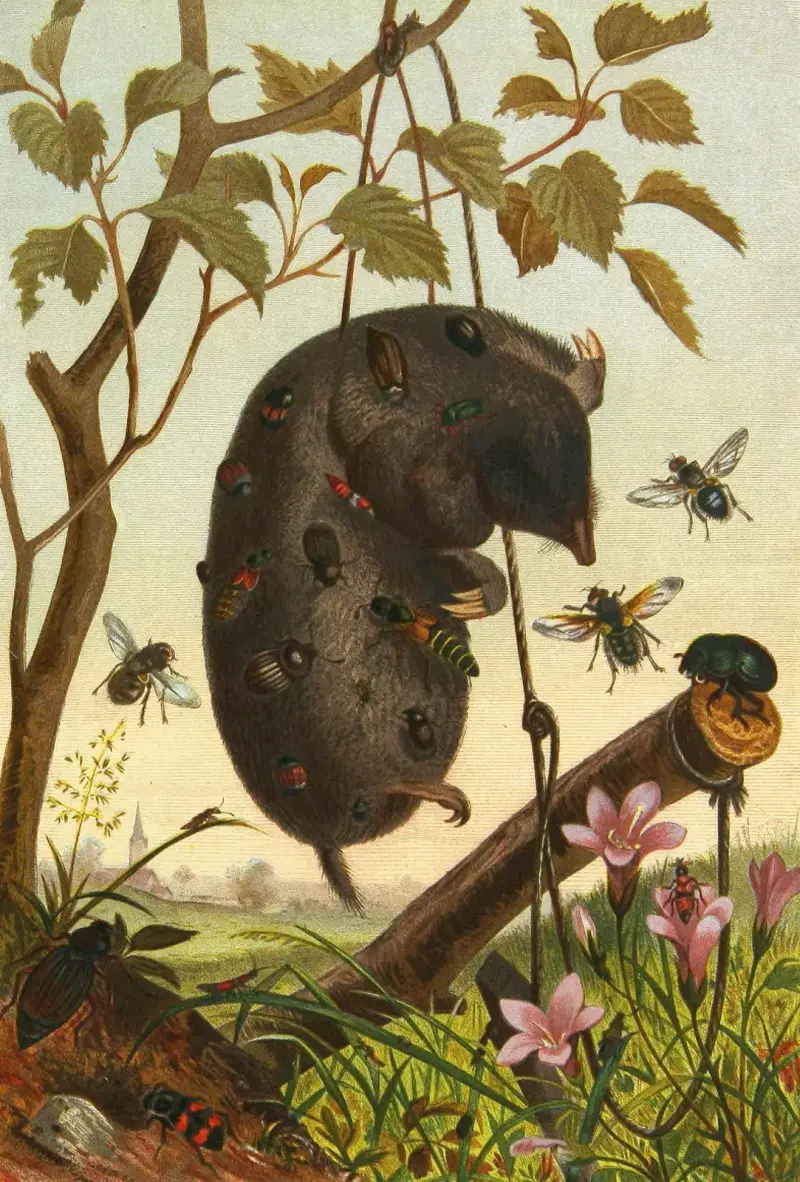 Insekter, tusenfotingar och spindlar, plansch 4 av Alfred Edmund Brehm